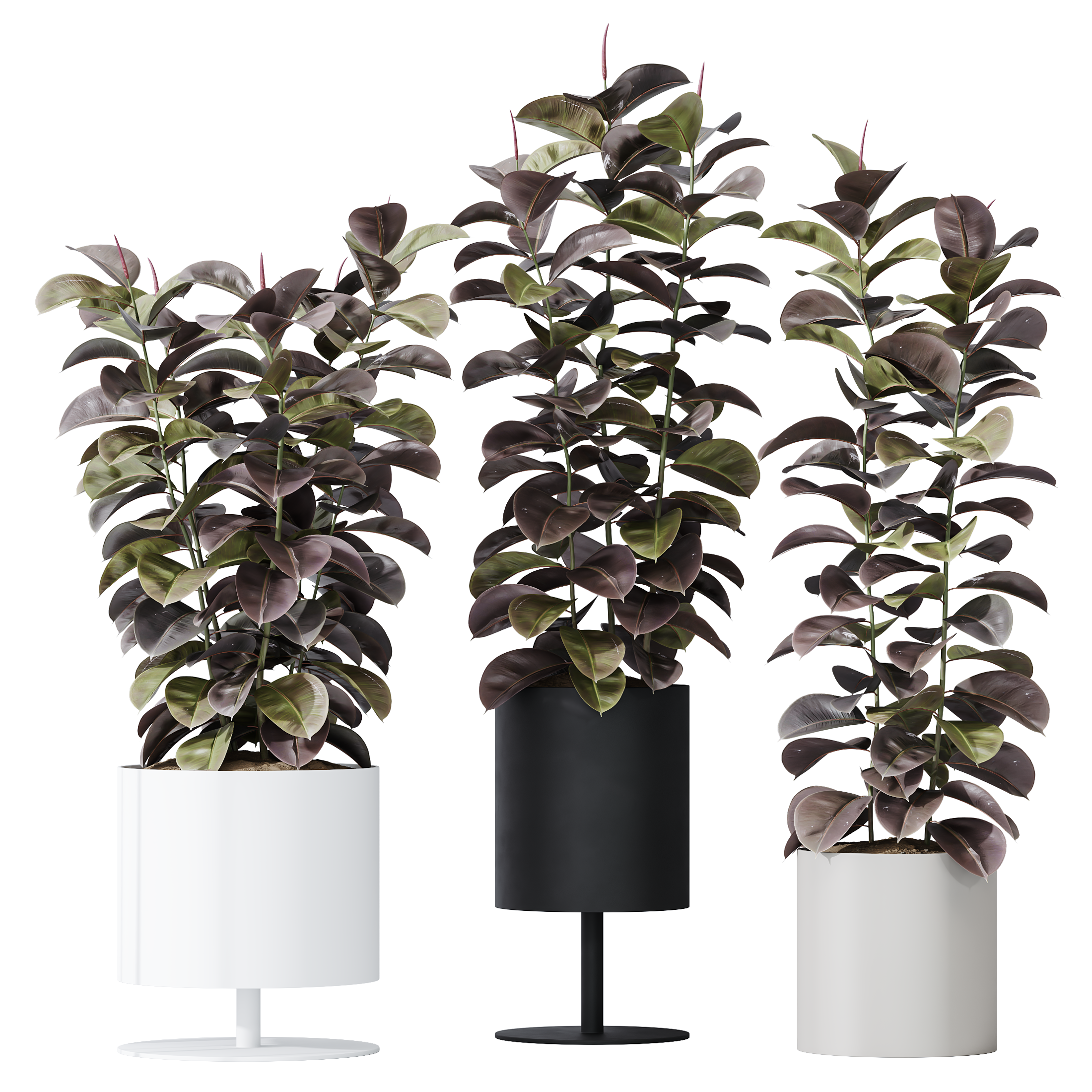 HQ HousePlants Rubber Ficus Elastica Abidjan Melany